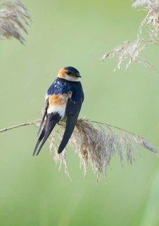 Red-rumped swallow