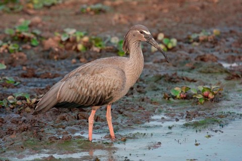 Plumbeous plumbeous ibis