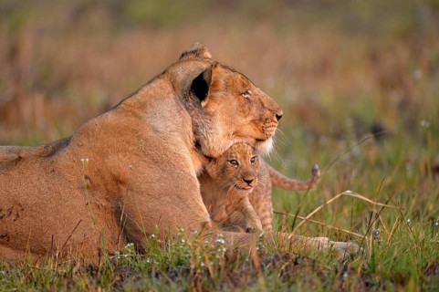 Angola lion