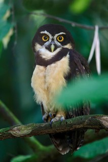Spectacled Owl