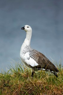 Upland Goose