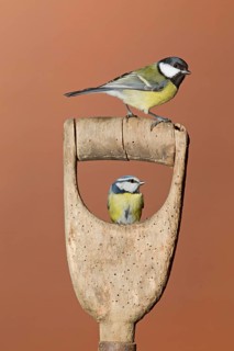 Great Tit