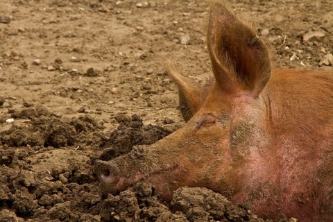 Resting Tamworth Pig