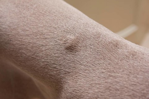 Domestic dog