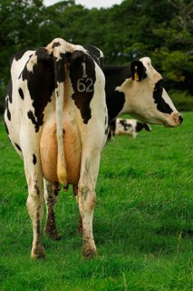 Domestic cattle