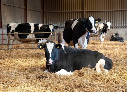 Domestic Cattle