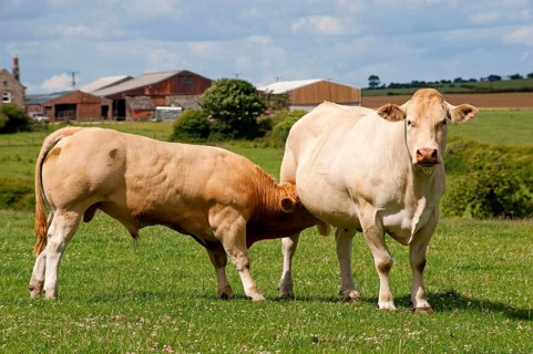Domestic cattle