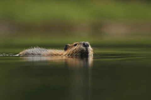 American Beaver