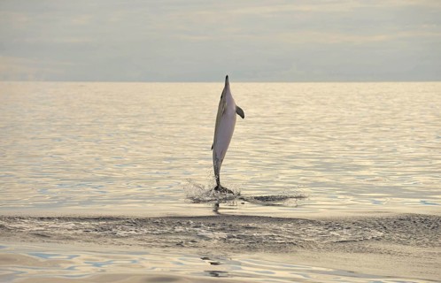 Short-beaked Common Dolphin
