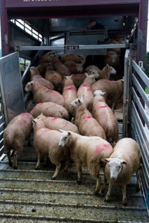 Sheep farming