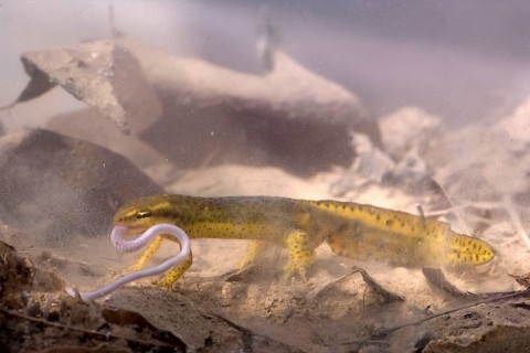 Red-spotted Newt