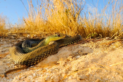 European lizard snake