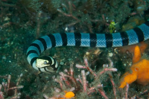 Adder flat-tail