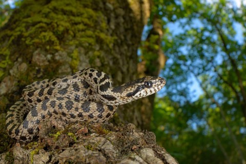 Four-lined Snake