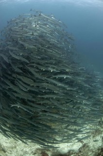 Darkfin Barracuda