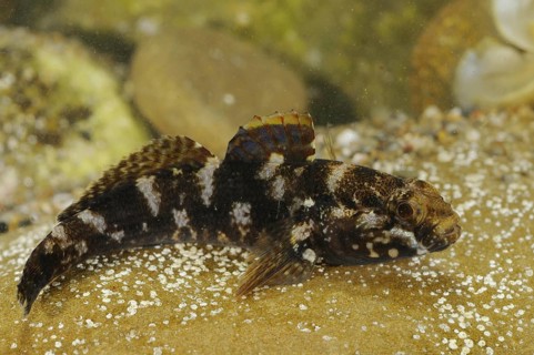 Rock Goby