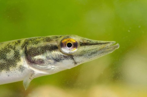 Pike