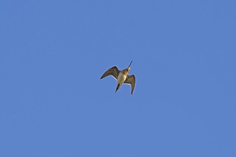 Common Snipe