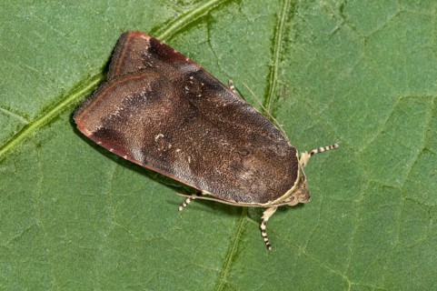 Lesser Broad-bordered Yellow Underwing
