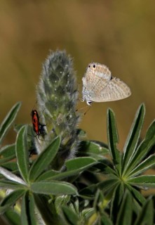 Long-tailed Blue