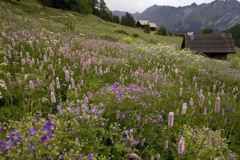 Species-rich alpine meadow