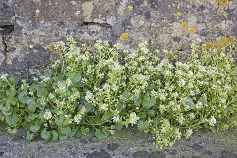 Scurvy-grass