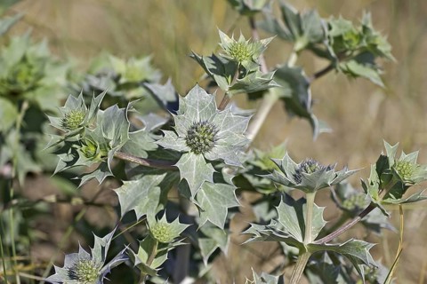 Sea holly leaves