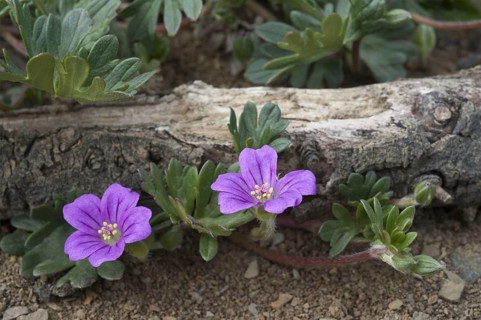 Flowering Magellan geranium