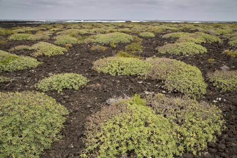 Habit of balsam spurge