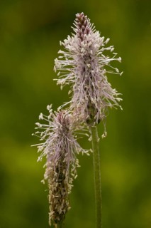 Hoary plantain