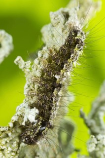Larva of the buffalo footman