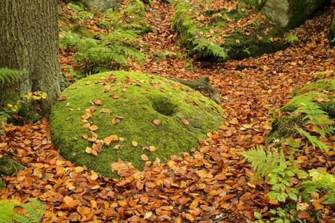 Common Beech
