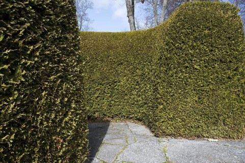 Leyland Cypress