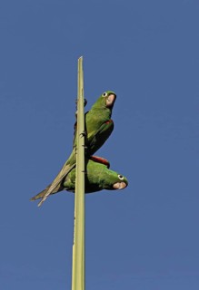 Adult pair of Spanish parakeets