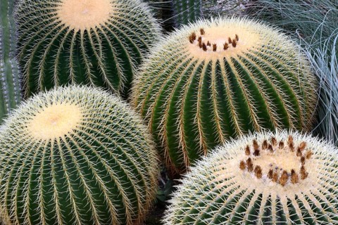 Gold ball cactus