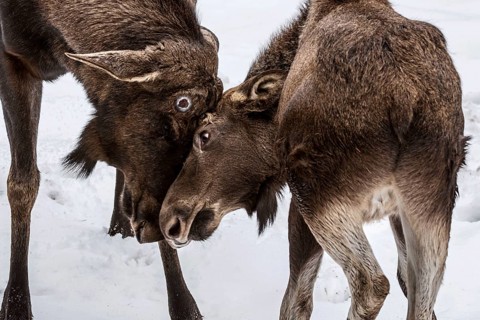 Moose