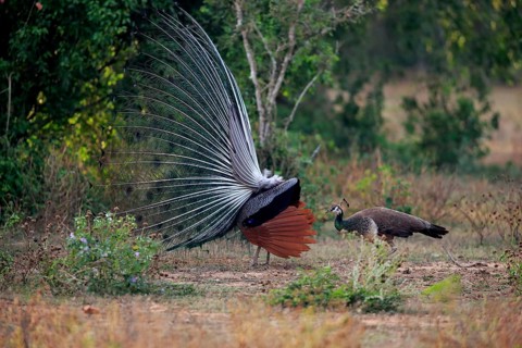 Indian peafowl