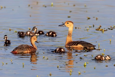 Lesser whistling duck