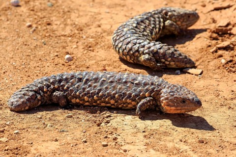 Tiliqua rugosa