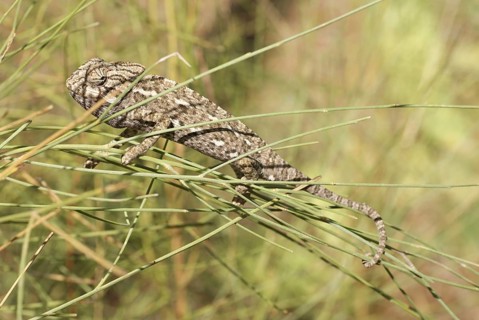 European Chameleon