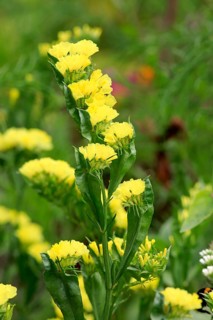 Sea lavender