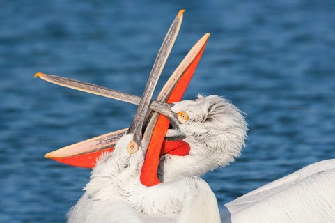 Dalmatian pelican