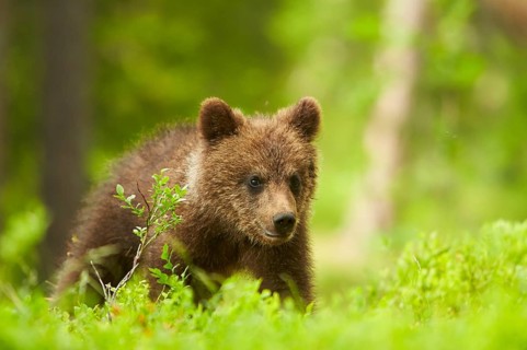 European brown bear