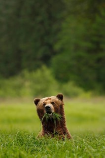 Grizzly Bear