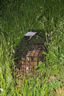 Eurasian Badger