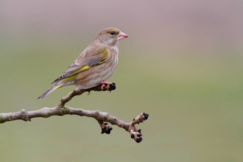 European Greenfinch