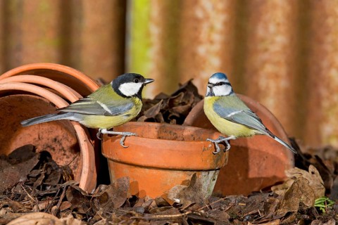 Great Tit