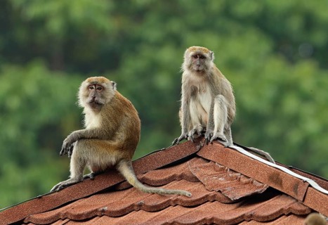 Crab-eating macaques