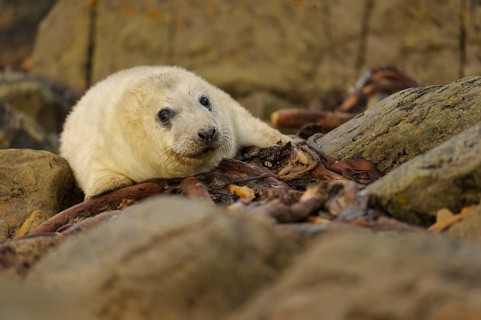 Grey Seal