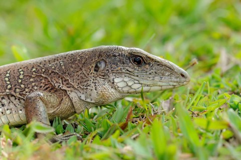 Giant ameiva